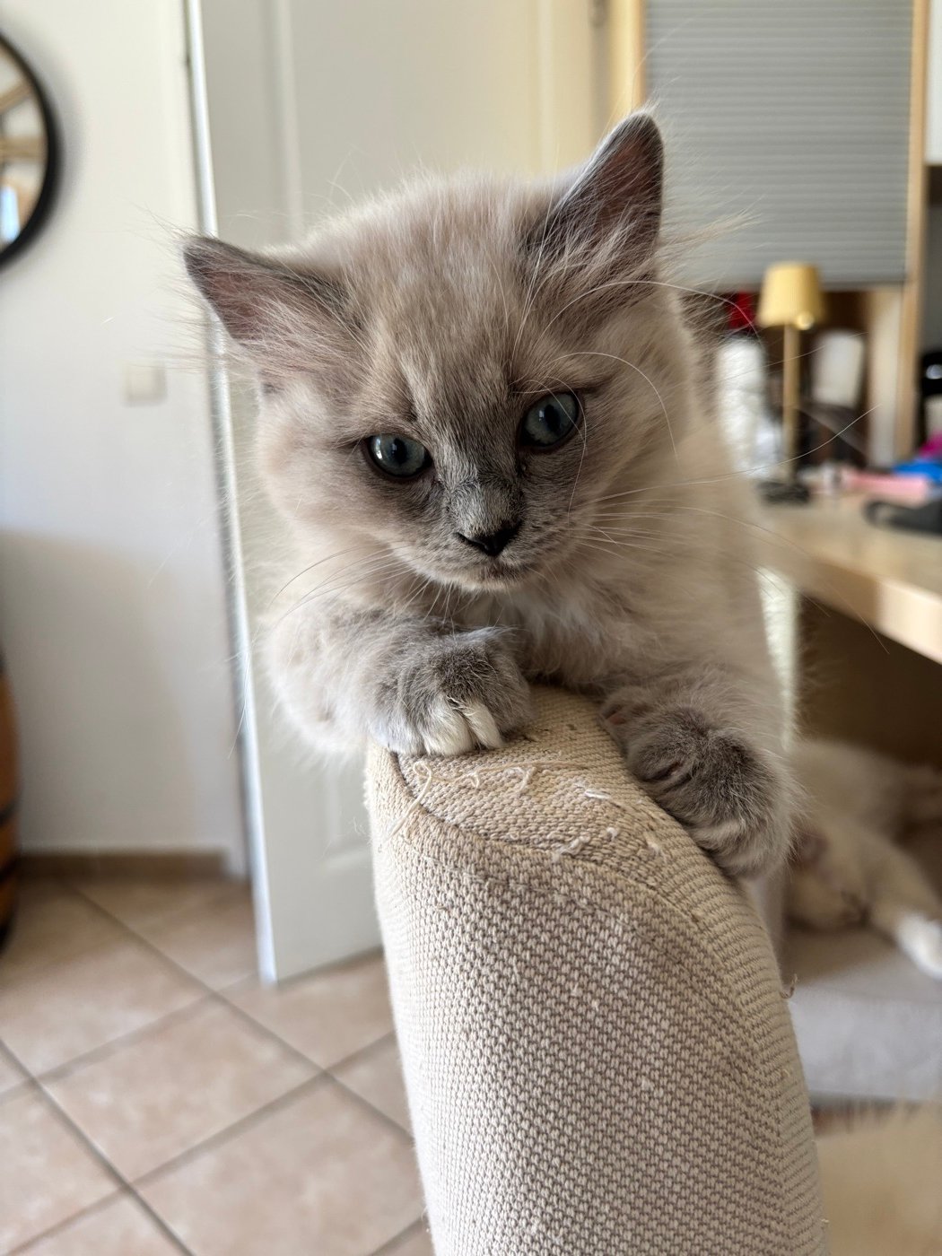 Chaton au pelage gris perché sur un griffoir
