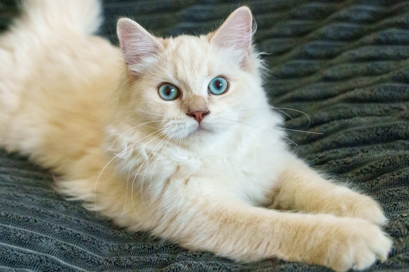 Chaton au pelage crème assis