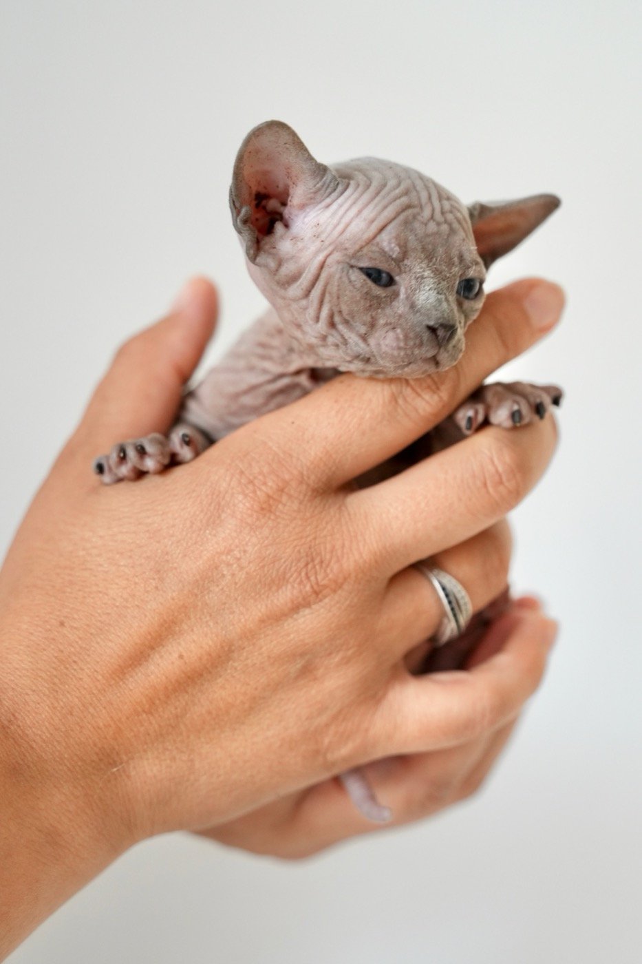 Chatte Sphynx et ses chatons blottis contre elle