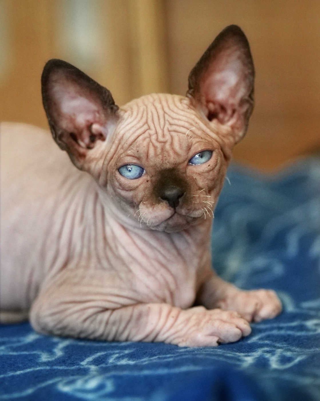 Chaton Sphynx jouant avec un jouet en corde
