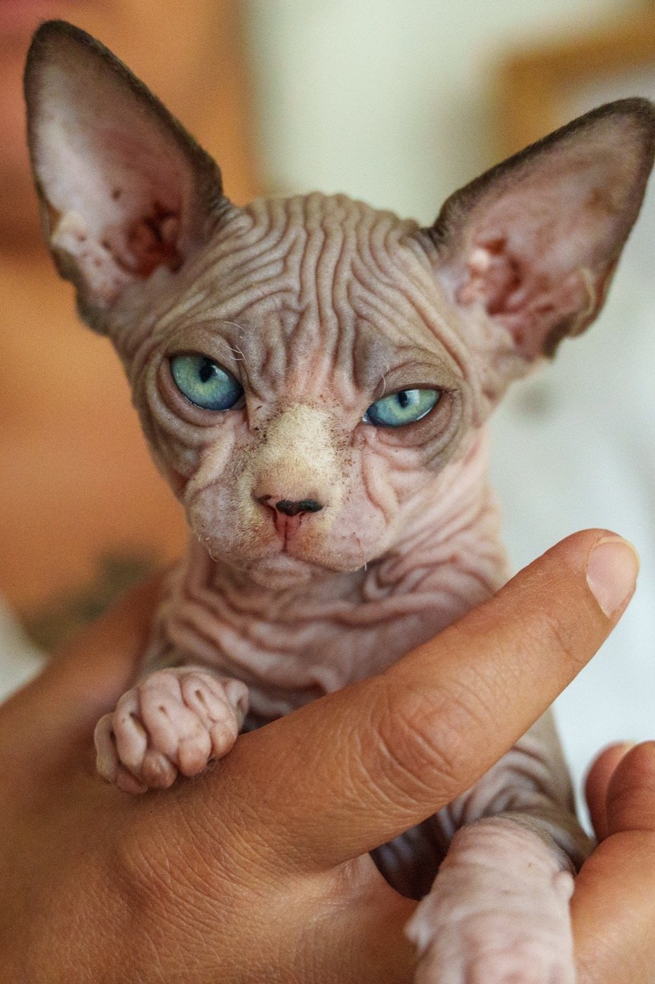 Chaton Sphynx tenu dans la main, yeux bleus