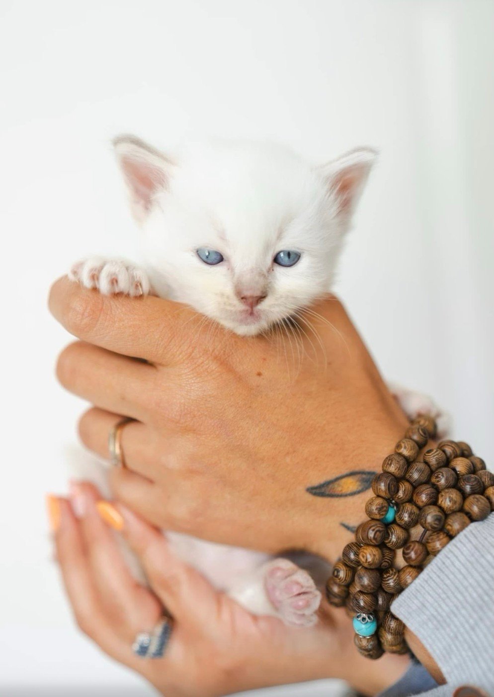 Chaton blanc tenu dans la main
