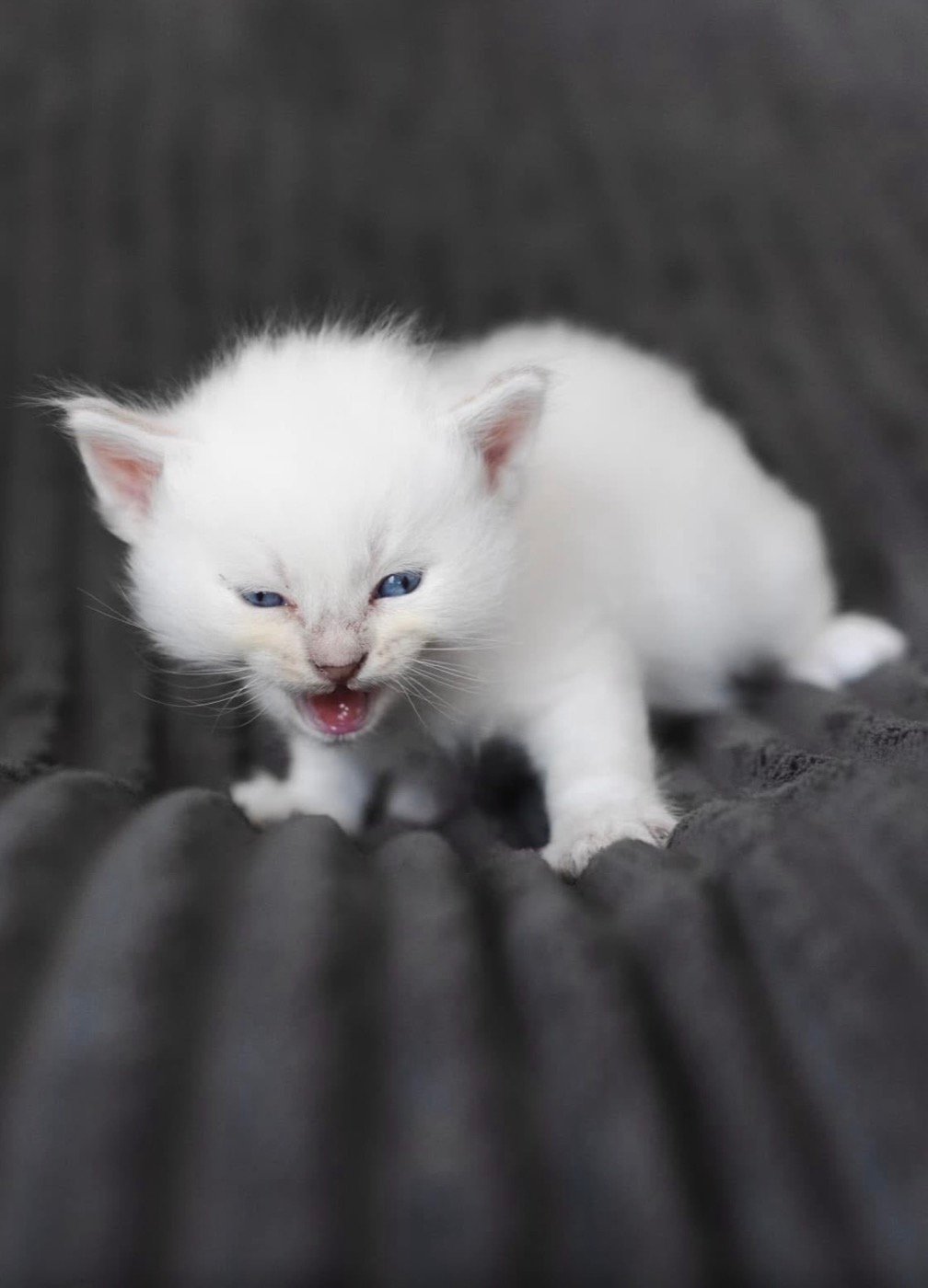 Chaton blanc miaulant