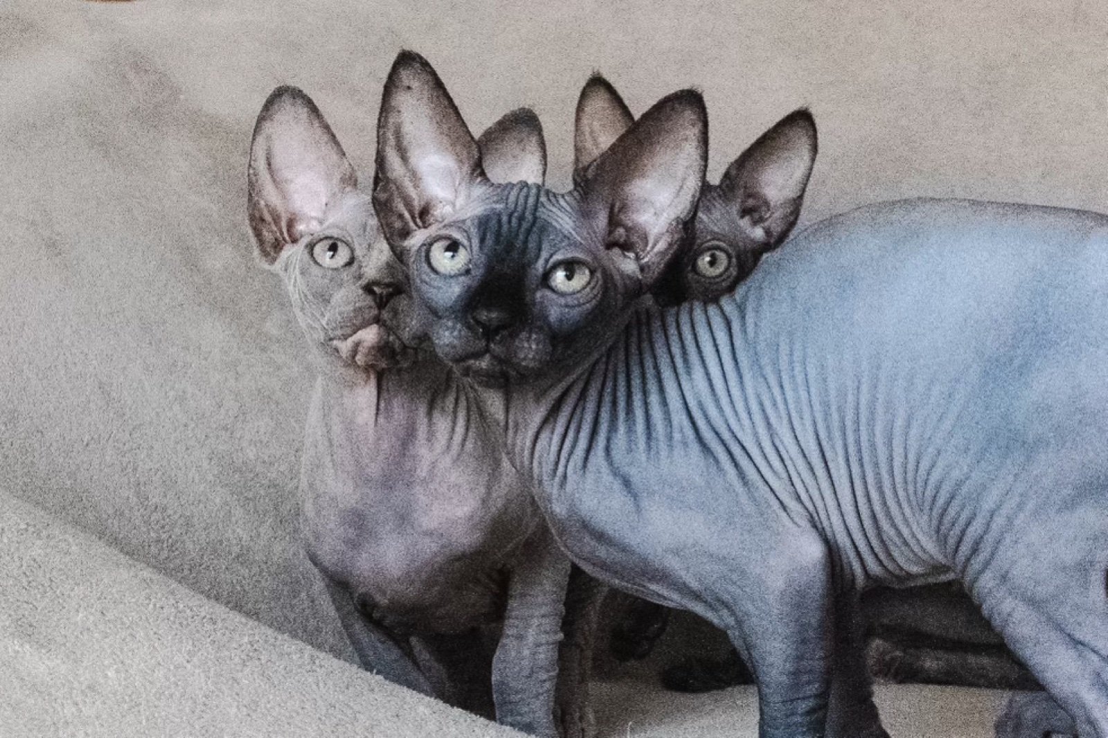 Trois chatons Sphynx de la chatterie, côte à côte