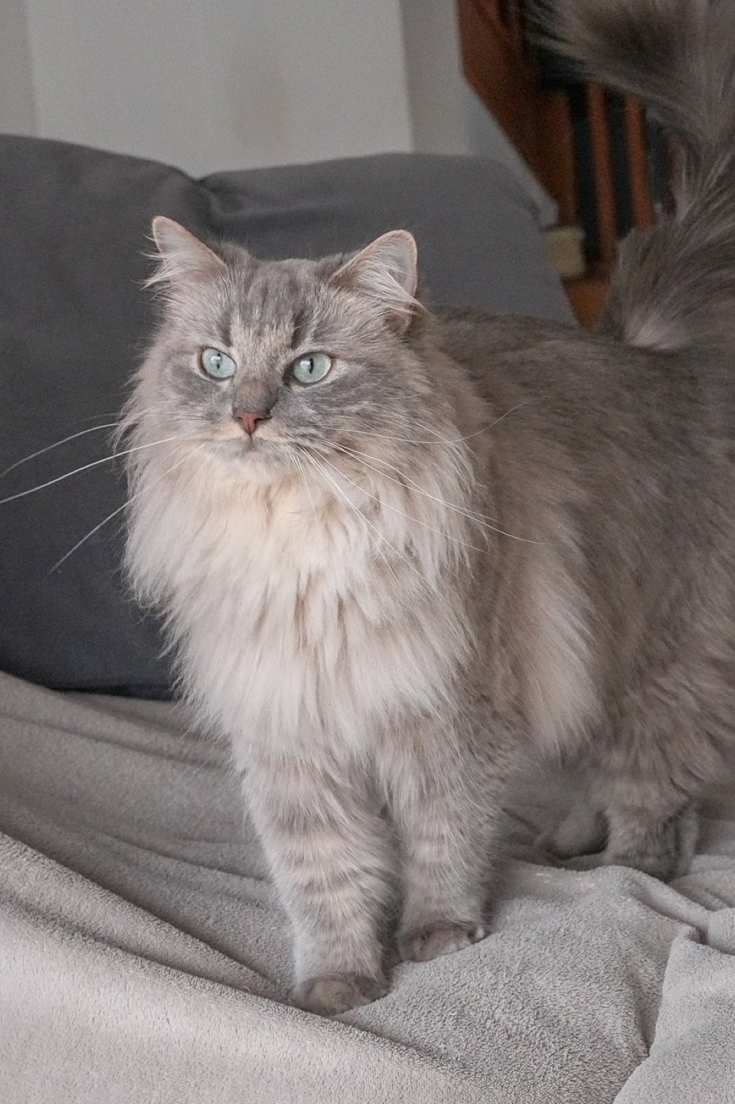Yuka, chatte Chérubin de la chatterie