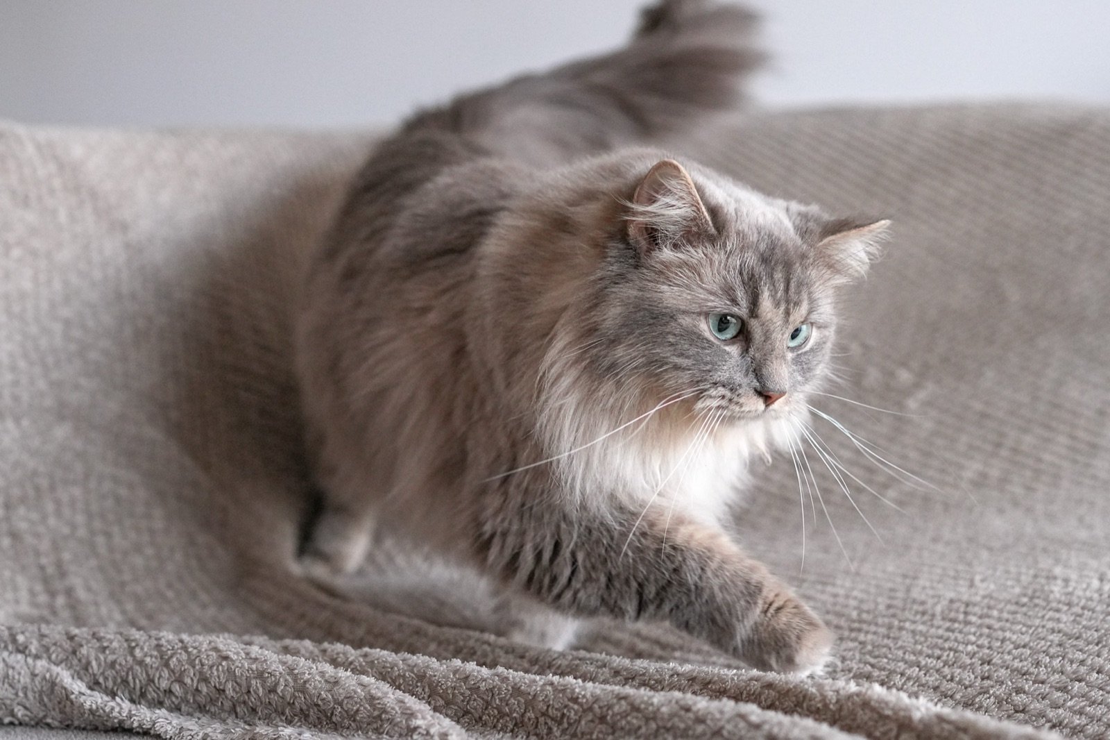Yuka, chatte Chérubin, portrait
