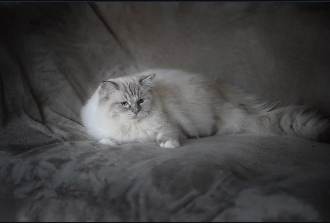 Chaton au pelage clair, endormi