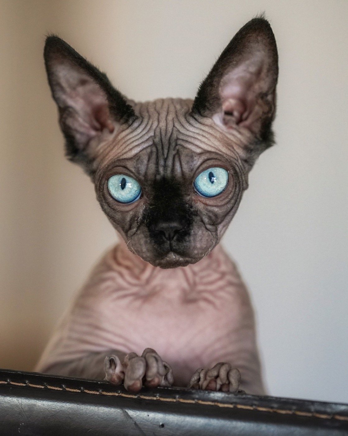 Lexy, chatte Sphynx de la chatterie des Drôles de Dames